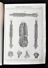Stampa antica nomenclatura - Medicina Anatomia Umana Fisiologia Angiologia vasi