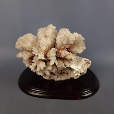 Scultura Corallo Su Base Legno