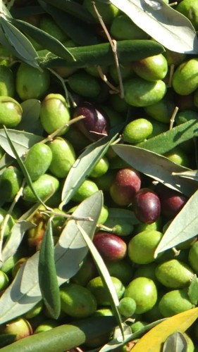 Pianta olivo coratina in - pianta, di