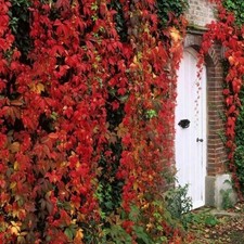 Vite canadese Parthenocissus
