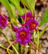 Masdevallia Glandulosa ´ Velluto Rubber ´ Aufgebunden Fiori Orchidea Orchidee