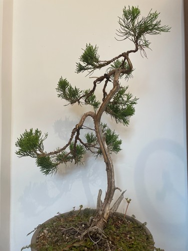 Pre bonsai ginepro - pre-bonsai,