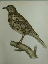 Stampa Di Uccelli Vintage ~