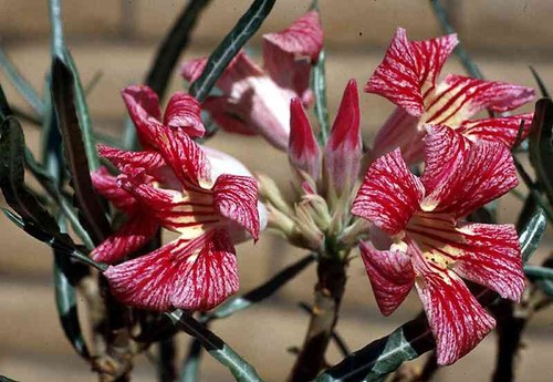 Adenium somalense varieta - adenium, varieta'