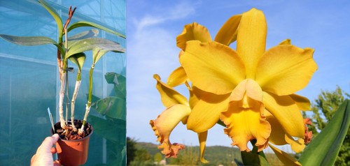 Cattleya oro waikiki - (rlc),