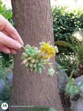 Pianta Grassa -Sedum Batalhae - 1 Bellissima Rosetta- Spedizione Veloce -