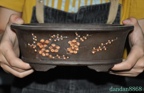 Pianta bonsai cina yixing - pianta,