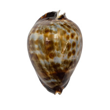 Conchiglia shell cypraea zoila - conchiglia,