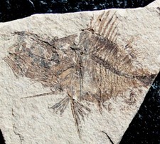 Capros radobojanus - Pesci