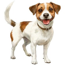 2 adesivi Jack Russell Terrier