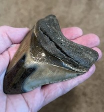 Autentico dente Megalodonte