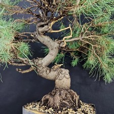 Pre Bonsai di Pino d’Aleppo