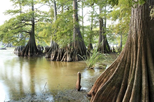 Taxodium distichum cipresso - -,