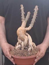 Pachypodium succulentum (S