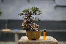 bonsai tree ulmus micro on the