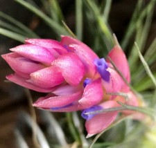 Tillandsia sticta -  - Pianta