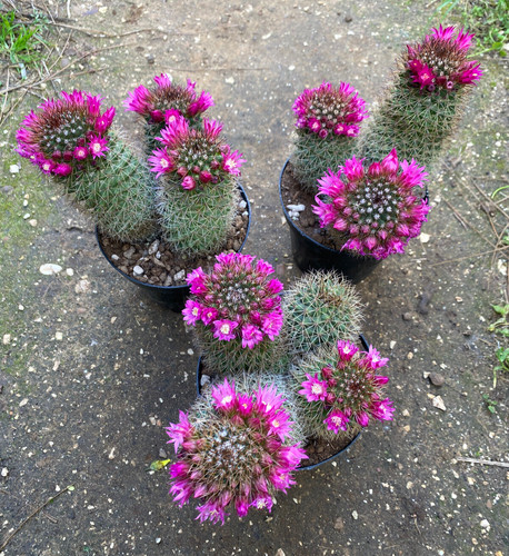 Mammillaria ernestii cactus - -,