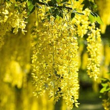Laburnum anagyroides - ,