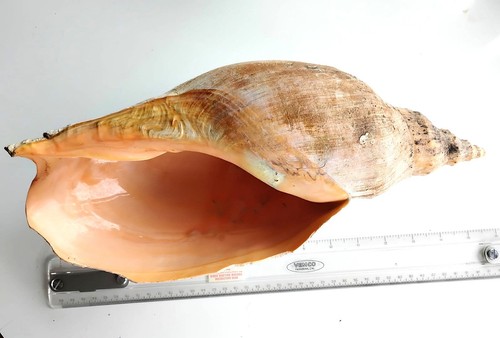 Beck volute adelomelon - volute,