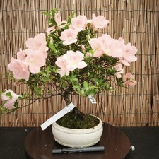 Bonsai azalea 40cm visita - 40cm,
