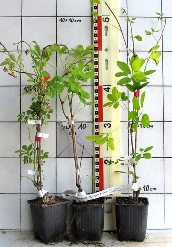 Akebia quinata cream form - "cream,