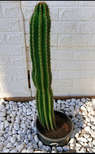 Cactus cereus altezza 85 - altezza, cm