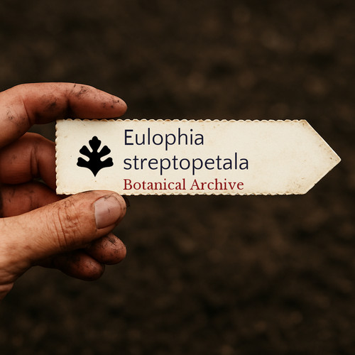Eulophia streptopetala seeds - streptopetala,