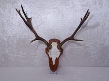 q82QKd Hirsch Corna Su Piastra