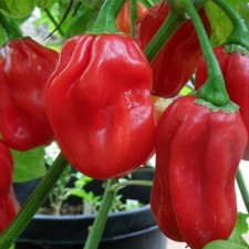 Red Habanero Pepper Seeds |