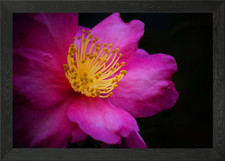 Poster arte da parete con