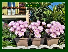 10  Cactus, Talee, Succulente, Piante Grasse – Facili da Coltivare!