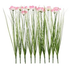 10 Pcs Erba Di Cipolla