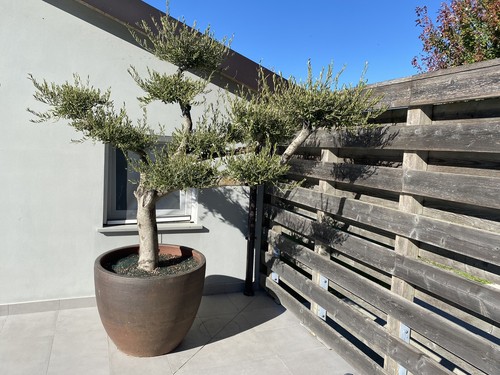 Ulivo pianta bonsai - ulivo,