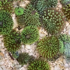 Ricordea mushrom (Ricordea