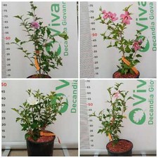 PIANTA DI HIBISCUS SYRIACUS IN VASO 20 CM VARIETA' MIX (FOTO REALE)