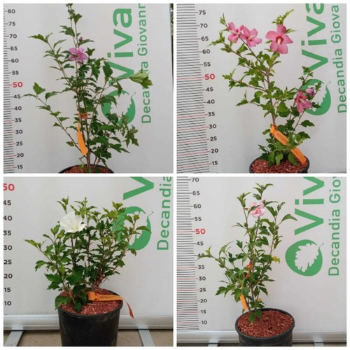 Pianta hibiscus syriacus in - di,
