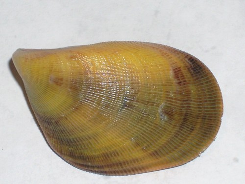 Septifer bilocularis yellow - bilocularis,