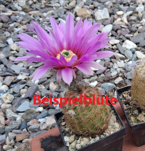 Pezzi echinocereus - pezzi,