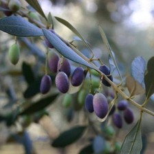 PIANTA DI ULIVO OTTOBRATICA in