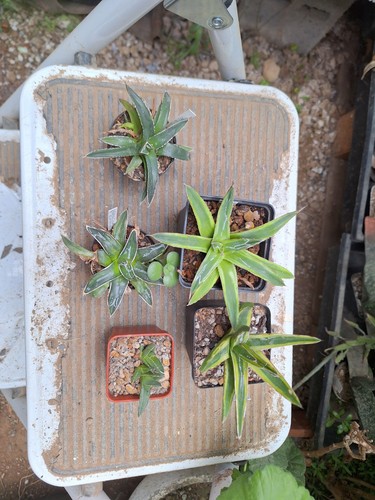 Set agaves victoria reginae - set,