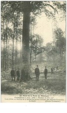 92.UN Faggio Di La Foresta Di Marchaux.n ° 19179.HAUTEUR Del Fut 14 M