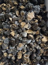 Tartufo scorzone - 1, kg