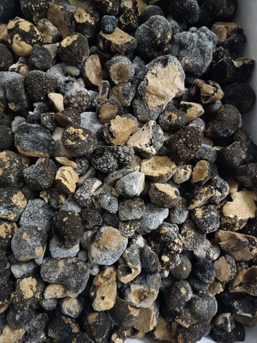 Tartufo scorzone - kg,