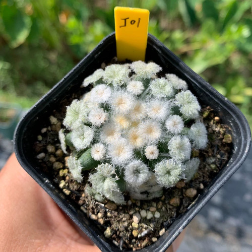 Piantina cm mammillaria - piantina,