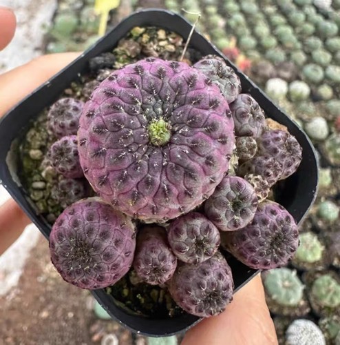 Vaso rebutia muscula - cm,