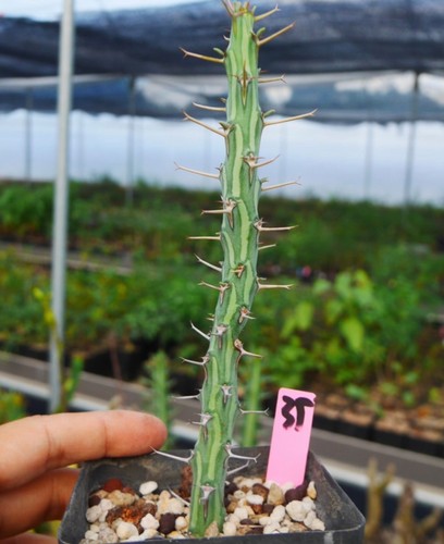 Rara pianta succulenta viva
