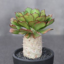 Pianta di cactus succulenta 15