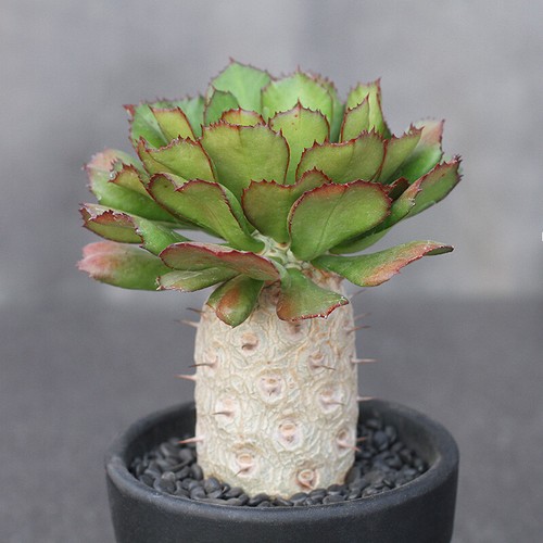 Pianta cactus succulenta - cactus,