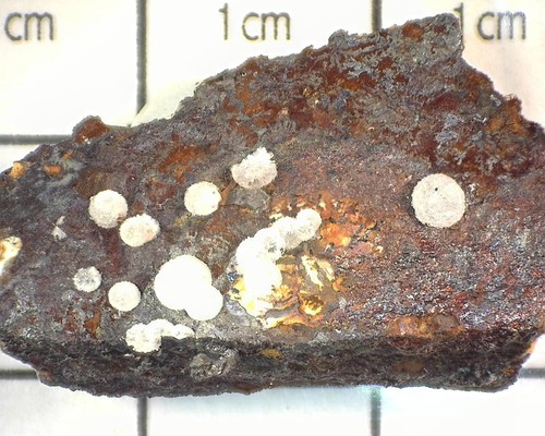 Candelaria ondulata 10619 - , mm
