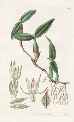 Epidendrum pygmaeum brasil - pygmaeum,